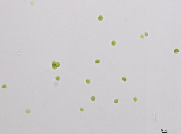 GY-D26蛋白核小球藻ZF藻株