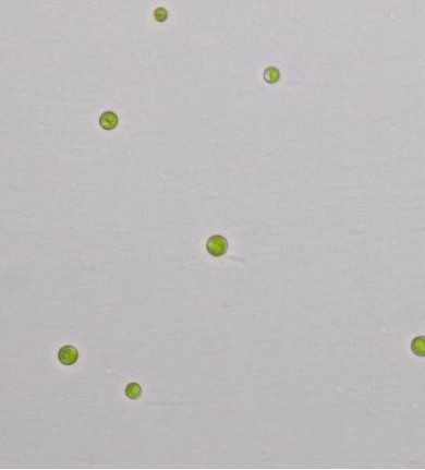 淡水普通小球藻ZF藻株(GY-D27 Chlorella vulgaris)