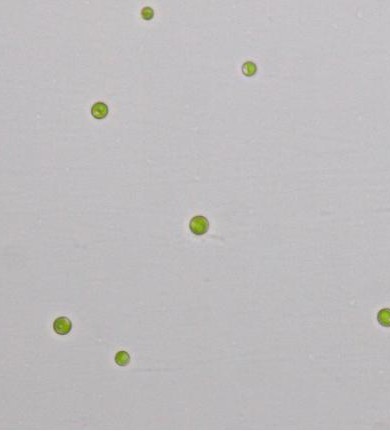 淡水普通小球藻ZF藻株(GY-D27 Chlorella vulgaris)