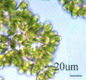 GY-D29布朗葡萄藻B12藻株Botryococcus braunii
