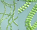 中国螺旋藻生物技术及产业化