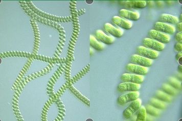 中国螺旋藻生物技术及产业化