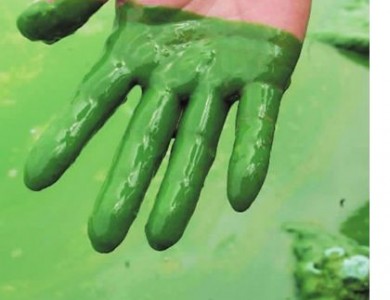 微囊藻毒素在水体中处理方法