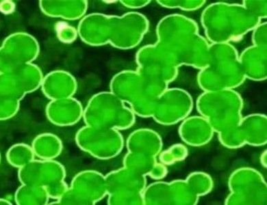 微藻为何能够净化水产养殖废水
