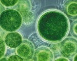 绿藻基因组的测序提供了推进清洁能源 生物产品的蓝图