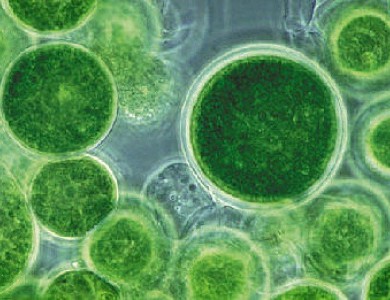 绿藻基因组的测序提供了推进清洁能源 生物产品的蓝图