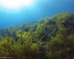 海洋藻类固碳原理发展