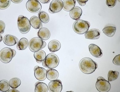 藻类喂养坚定地注视着美国牡蛎的机会