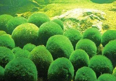 如果没有海洋微藻，我们或许会缺氧？
