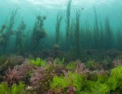 治理养殖池塘蓝藻水华“土方法”及其机理猜想