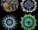 《藻类科普》第三集 认识硅藻