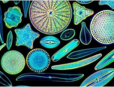 硅藻，硅藻，你为什么这么擅长“捕光”