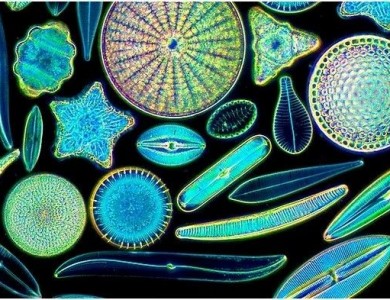 Science突破！中科院植物所成功解析硅藻主要捕光天线蛋白的高分辨率结构