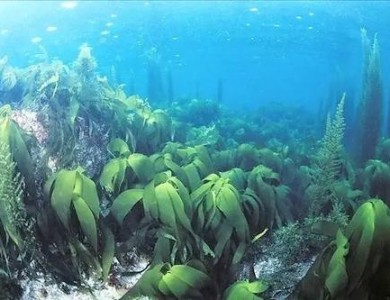 科学家从海藻中回收了数十种抗菌和抗癌化合物