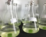 科学家发现藻类可用于除去废水中的内分泌干扰物
