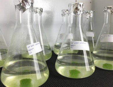 科学家发现藻类可用于除去废水中的内分泌干扰物