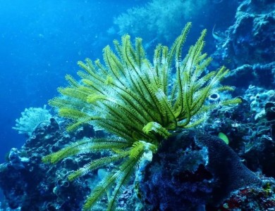 藻类作为海洋资源的替代品正在获得市场的认可