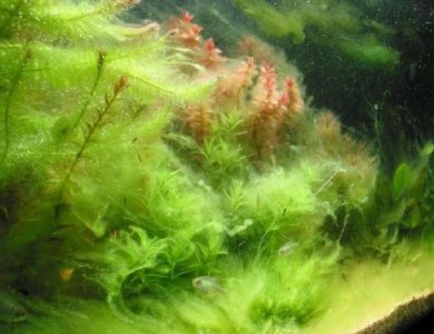 捕杀藻类的病毒刺激了海洋养分的循环利用