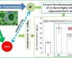 溶解性有机磷促进铜绿微囊藻砷累积与转化研究获进展