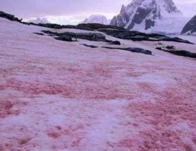 海拔4876米冰锥里发现雪藻生物！不太可能有生命存在的绿洲