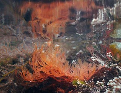 红藻从细菌中窃取基因以应对环境压力