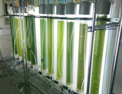 设计师Triacylglycerols使用工业微藻生产