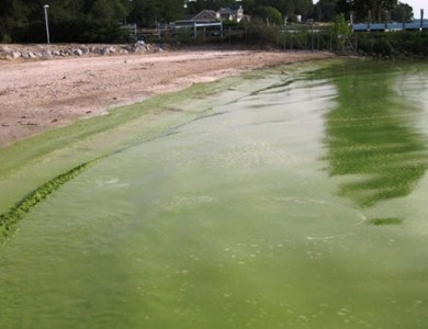 科学家用细菌中和藻类产生的毒素