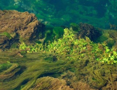 生活在真菌中的藻类演示陆地植物如何进化