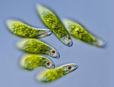 “藻类翘楚”裸藻，小小身躯，居然还有这么多营养！