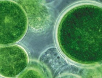 什么是绿藻？绿藻分为哪几类？