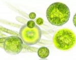 微藻在农业食品中的强劲应用前景
