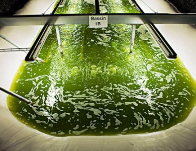发现的藻类光合作用缺失环节 提供了提高作物产量的机会