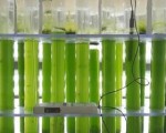 微藻如何处理废水并将其转化为有价值的资源