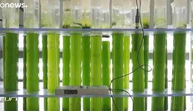 微藻如何处理废水并将其转化为有价值的资源