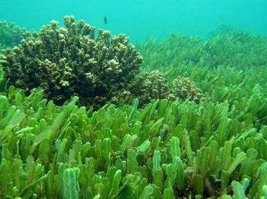 在全球范围内种植海藻的方法可以大大减少全球温室气体排放