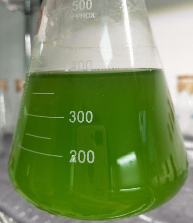 水产养殖扩培用小球藻和培养基套装产品