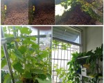 活细胞藻肥让家里的阳台也能种出蔬菜和水果