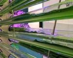 藻类在生物技术领域的复苏:从燃料到食品