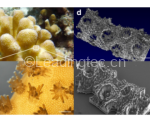 科学家创造生物打印珊瑚 比天然珊瑚更有利于共生藻的生长