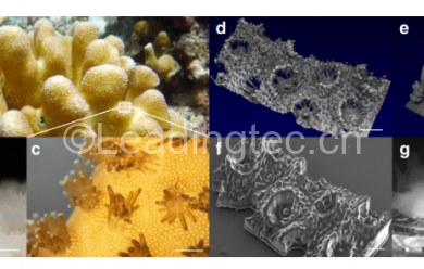 科学家创造生物打印珊瑚 比天然珊瑚更有利于共生藻的生长