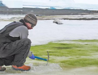 雪藻大量繁殖造成南极”绿了”