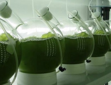 啤酒厂废水养微藻变身新型肥料！