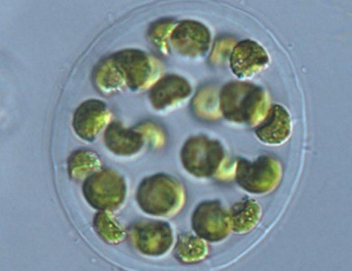 科学家发现最古老绿藻：已有10亿年历史