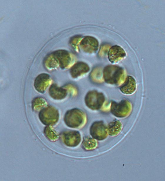 科学家发现最古老绿藻：已有10亿年历史