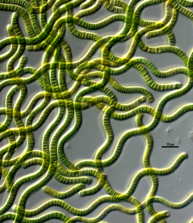 钝顶螺旋藻(GY-D17 Spirulina platensis)