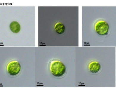 雨生红球藻(GY-D34 Haematococcus pluvialis)