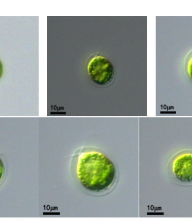 雨生红球藻(GY-D34 Haematococcus pluvialis)
