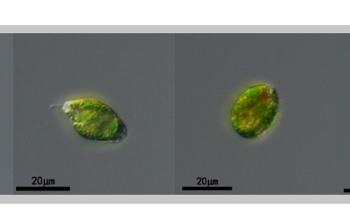 囊裸藻(GY-D15 Trachelomonas sp.)