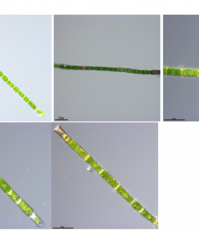 鞘藻(GY-D22 Oedocladium sp.)