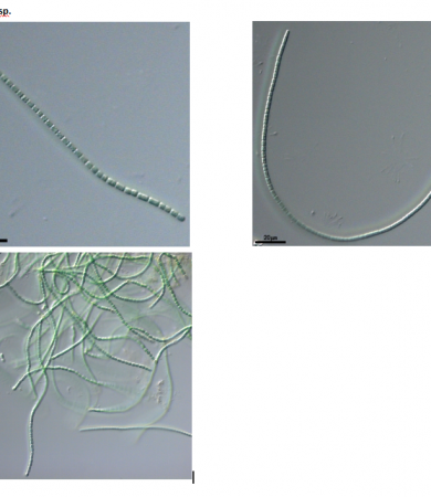 念珠藻(GY-D16 Nostoc sp.)